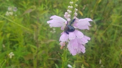 Xylocopa virginica