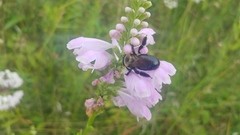 Xylocopa virginica