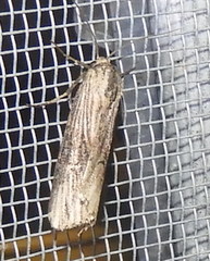 Crambodes talidiformis
