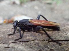 Image of Protomydas rubidapex