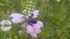Xylocopa virginica