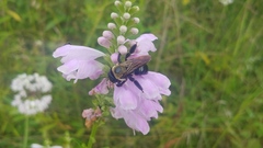 Xylocopa virginica