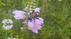 Xylocopa virginica