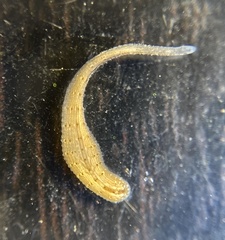 Helobdella
