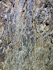 Eucalyptus microcorys