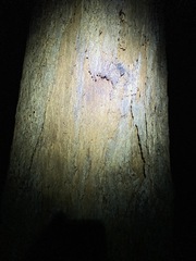 Eucalyptus microcorys