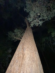 Eucalyptus microcorys