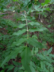 Buckleya distichophylla