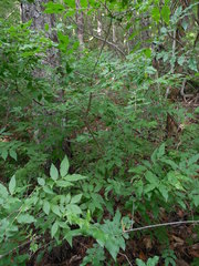 Buckleya distichophylla