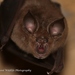 Cape Horseshoe Bat - Photo (c) Martina Hölzl, Littlewood Wildlife Photography, some rights reserved (CC BY-NC), uploaded by Martina Hölzl, Littlewood Wildlife Photography