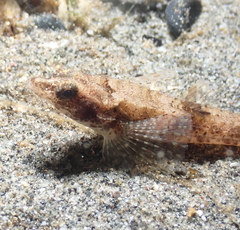 Odontopyxis trispinosa