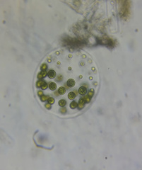Pleodorina