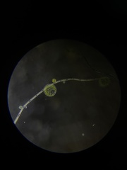 Pleodorina