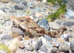 Podothecus accipenserinus