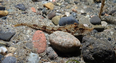 Podothecus accipenserinus