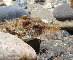 Podothecus accipenserinus
