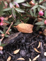 Planotortrix excessana