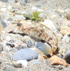 Hexagrammos stelleri