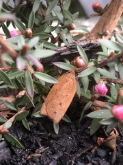 Planotortrix excessana