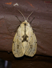 Spilosoma hypogopa