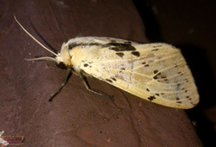 Spilosoma hypogopa
