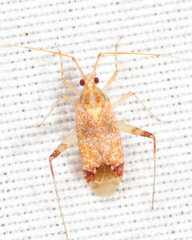 Phytocoris depictus