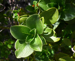 Coprosma serrulata