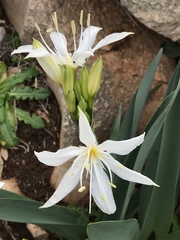 Pancratium illyricum