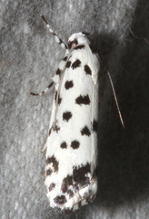 Lichenaula maculosa