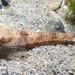 Odontopyxis trispinosa - Photo (c) Sara Thiebaud, μερικά δικαιώματα διατηρούνται (CC BY-NC), uploaded by Sara Thiebaud