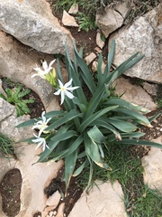 Pancratium illyricum
