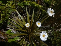 Celmisia armstrongii