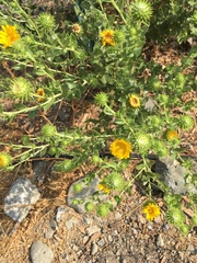 Grindelia camporum