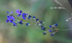Hardenbergia violacea