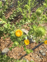 Grindelia camporum