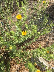 Grindelia camporum