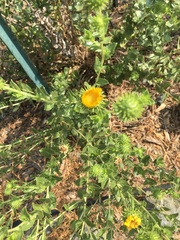 Grindelia camporum