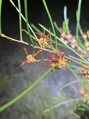 Acacia juncifolia