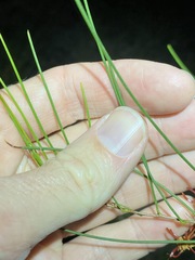 Acacia juncifolia