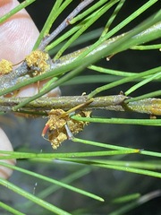 Acacia juncifolia