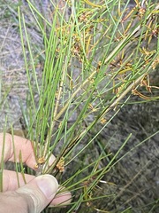 Acacia juncifolia