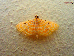 Notarcha aurolinealis
