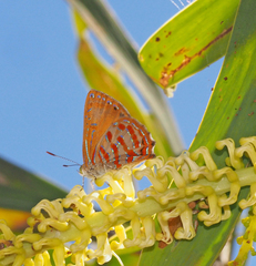 Hypochrysops apelles