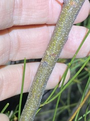 Acacia juncifolia