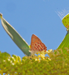 Hypochrysops apelles
