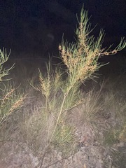 Acacia juncifolia