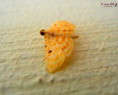 Notarcha aurolinealis