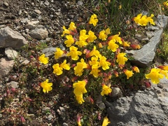 Erythranthe caespitosa