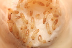 Reticulitermes tibialis