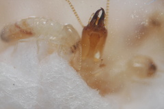 Reticulitermes tibialis